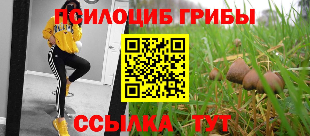 Псилоцибиновые грибы Cubensis Егорьевск